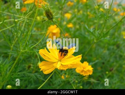 Una grossa ape nera e gialla su un fiore in Thailandia. Foto Stock