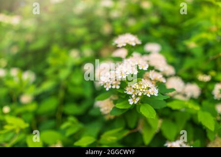 Spiraea chamaedryfolia o germander meadowdolce o spirea alce fiori bianchi con fondo verde. Magnifico arbusto Spiraea chamaedryfolia Foto Stock