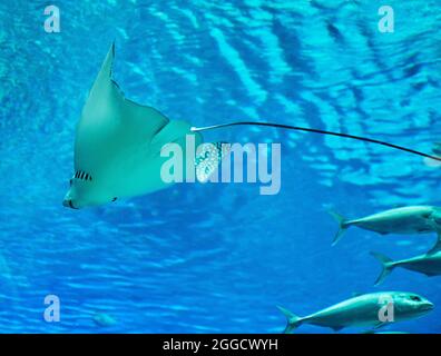 Stingray nel grande acquario del Mar Rosso nuota tra gli altri pesci esotici Foto Stock