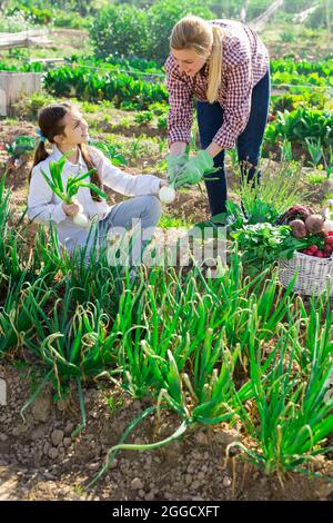 donna contadina e giovane ragazza che raccoglie cipolla verde Foto Stock