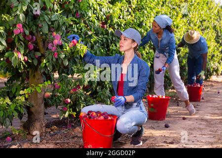 Giovane donna giardiniere durante la raccolta delle prugne in giardino Foto Stock