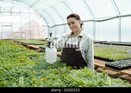 Donna matura in abbigliamento da lavoro che si prende cura di giovani pianta di fiori verdi in grande serra Foto Stock