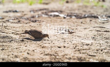 Zenaida dove Zenaida Aurita sulla spiaggia di Puerto Rico Foto Stock