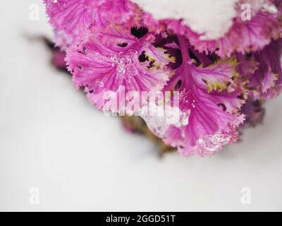 Fiore di Crimson germoglio coperto di neve. La pittoresca pianta viola in giardino è coperta dalla prima neve. Cavolo viola tra la neve d'inverno Foto Stock