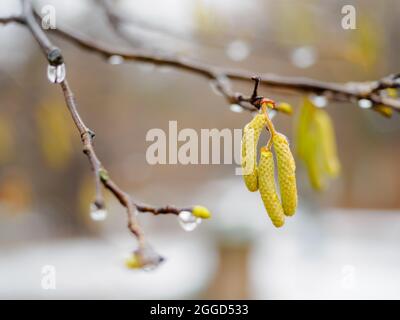 Ramo di betulla con orecchini con gocce di pioggia su sfondo sfocato in una giornata piovosa. Inizio primavera Foto Stock