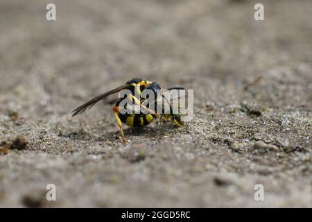 Primo piano di una femmina del vascello ornato coda vegger wasp , Cerceris Foto Stock