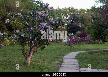 Fiore decorativo viola lilla Syringa albero su uno sfondo verde da foglie nel parco, sullo sfondo di altri alberi Foto Stock