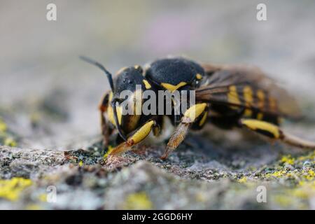 Primo piano dettagliato di una femmina del Bee Woolcarder fiorentino, A Foto Stock