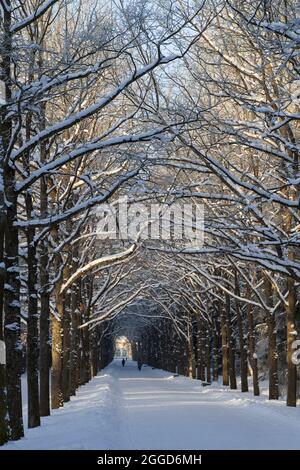 Bella intrecciatura di rami in un vicolo di calce d'inverno che forma una volta naturale ad arco nella neve Foto Stock