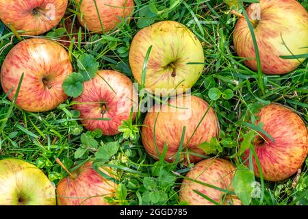 Mele biologiche fresche mature sulla vista dall'alto autunno frutteto erba Foto Stock