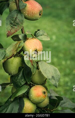 Primo piano di mele mature coperte da gocce di pioggia sfondo verde Foto Stock