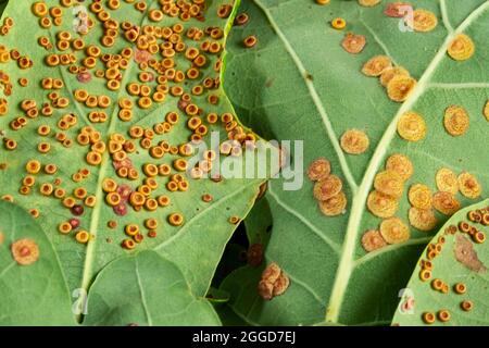 Due tipi di Spangle Gall sul lato inferiore delle foglie di quercia. Il disco come Common Spangle Gall e le sfere a forma di tazza Silk Button Spangle Gall producono entrambi Foto Stock