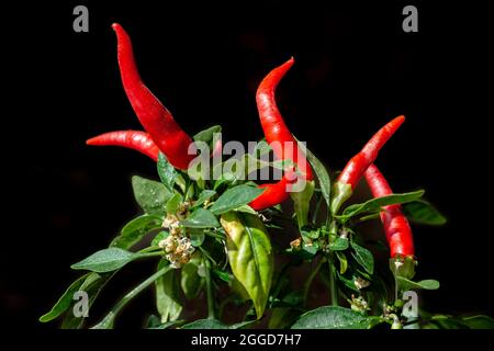 I peperoncini rossi caldi e luminosi crescono sul cespuglio Foto Stock