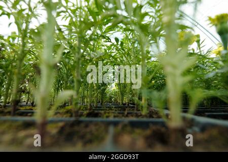 Parecchie file di piante di fiore verdi che crescono in pentole con torba o suolo fertile Foto Stock