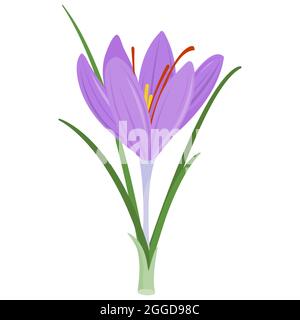 Fiore di croco di zafferano. Crocus sativus. Foto Stock