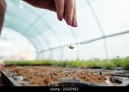 Mano di giardiniere femmina gettando seme di zucca su terreno fertile in pentola piccola in hothouse Foto Stock