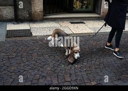 Vecchio cane Beagle a piedi con il suo proprietario Foto Stock