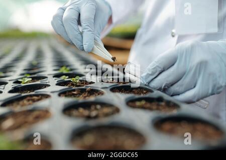 Mano di scienziato con guanto che preleva il campione di terreno in un matraccio mentre lavora in hothouse Foto Stock