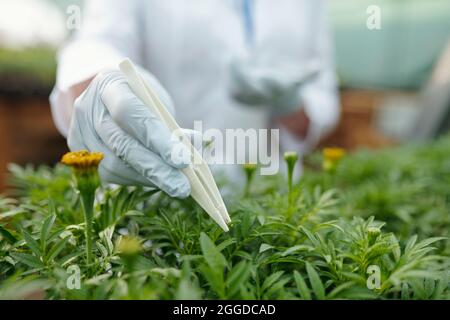 Mano guantata di donna che tiene pinzette di plastica bianca su verde piantina di marigold Foto Stock