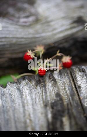 Fragole selvatiche, fragaria vesca, che crescono tra traversine ferroviarie Foto Stock