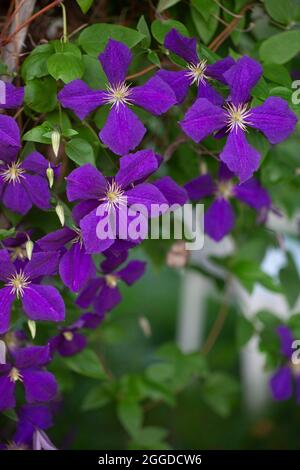 Primo piano del clematis jackmanii Foto Stock