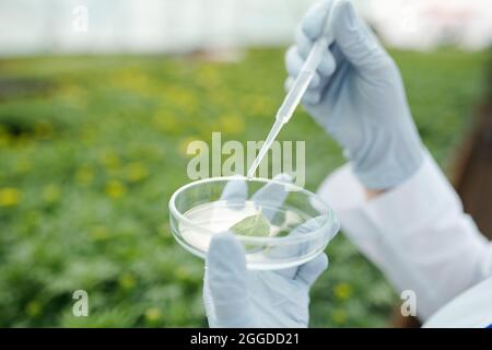 Mani di ricercatori scientifici con pipetta gocciolando la sostanza liquida su piccola foglia verde in piastra Petri Foto Stock