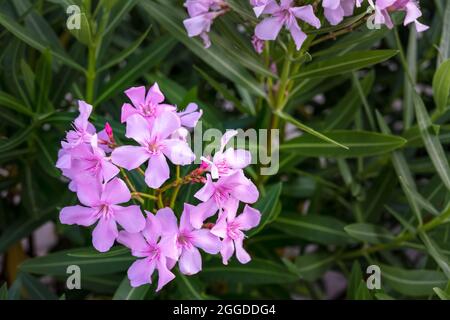 Grappolo di fiori di un oleandro di Nerium rosa chiaro Foto Stock