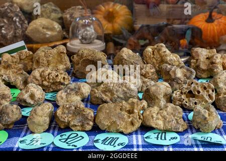 Vista ravvicinata dei famosi tartufi bianchi sullo stand di Alba, Piemonte, Italia settentrionale. Foto Stock
