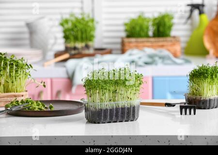 Contenitore in plastica con micro verde e utensili da giardinaggio freschi su tavolo Foto Stock