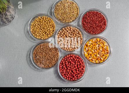 Grano, piselli, soia e semi di mais trattati con pesticidi colorati in un piatto di Petri in laboratorio Foto Stock