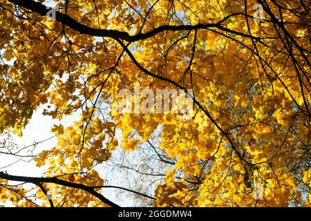 Rosso e arancio autunno foglie sfondo. All'aperto. Colorata immagine retrogonda delle foglie autunnali cadute, perfetta per l'uso stagionale. Spazio per il testo. Foto Stock