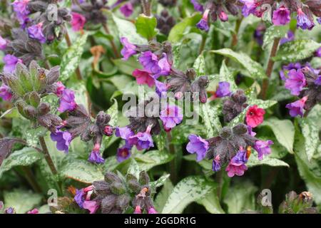 Pulmonaria majeste. Pulmonaria saccharata 'Majeste' lungwort in un confine primaverile. REGNO UNITO Foto Stock