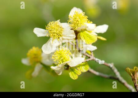 Fiori primaverili di Parrotiopsis jacquemontiana, il nocciolo himalayano, un membro della famiglia delle streghe. REGNO UNITO Foto Stock