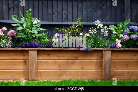 Idrangeas, lobelia, dahlias, agapanthus e Salvia nemorosa in un grande piantatore di legno Foto Stock