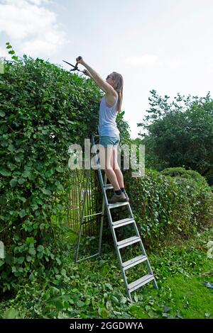 Giovane donna lato posteriore vista giardiniere usando cesoie da giardino in piedi su una scala che taglia la siepe sempreverde sopra il cancello in campagna Galles UK KATHY DEWITT Foto Stock