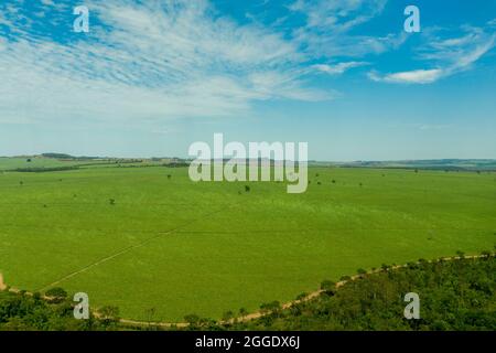 Vista aerea della zona con foresta e piantagione di canna da zucchero in Brasile. Foto Stock