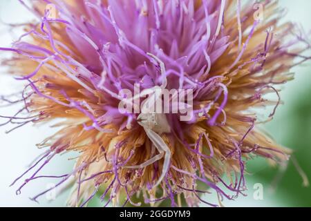 Ragno di granchio bianco umpato, Thomisus onustu, sul Maltese Rock-Centaury fiore Cheirolophus crassifolius Foto Stock