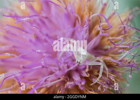 Ragno di granchio bianco umpato, Thomisus onustu, sul Maltese Rock-Centaury fiore Cheirolophus crassifolius Foto Stock