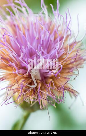 Ragno di granchio bianco umpato, Thomisus onustu, sul Maltese Rock-Centaury fiore Cheirolophus crassifolius Foto Stock