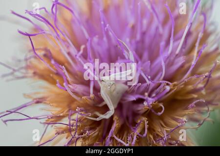 Ragno di granchio bianco umpato, Thomisus onustu, sul Maltese Rock-Centaury fiore Cheirolophus crassifolius Foto Stock