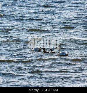 Due cigni Mute (Cygnus olor) con uccelli giovani, famiglia di cigni che nuotano nel Mar Baltico, Gotland Island, Svezia Foto Stock