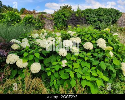 HYDrangea Arborescens 'Annabellea' autunno estate autunno fioritura pianta con un fiore bianco estate, foto di scorta immagine Foto Stock