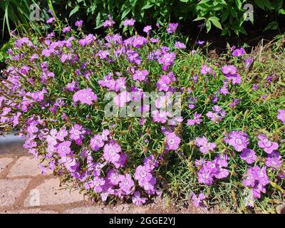 Dianthus amurensis 'siberian Blue' una pianta estiva fiorente con un fiore di colore viola chiaro d'estate, immagine di stock Foto Stock