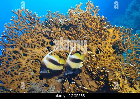 Coppia di pesci rossi (Heniochus intermedius), Mar Rosso, Egitto Foto Stock