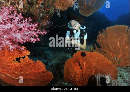Subacqueo che guarda il Red Sea Fan (Melithaea) e coralli molli (Dendronephthya) in barriera corallina intatta, Mare delle Andamane, Isole Similan, Thailandia Foto Stock