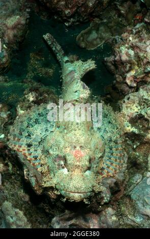 Scorpionfish (Scorpaenopsis oxicephala) mimetato nella barriera corallina, Isole Similan, Mare delle Andamane, Thailandia Foto Stock