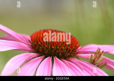 Schleswig, Germania. 18 luglio 2021. Schleswig, viola coneflower (Echinacea purpurpurea), chiamato anche cappello rosso in un letto di fiori pubblici della città. Primo piano del sangue con il cestello conico. Euasterids II, ordine: Asterales, famiglia: Asteraceae, tribù: Heliantheae, genere: Echinacea, Specie: Viola Coneflower Credit: dpa/Alamy Live News Foto Stock