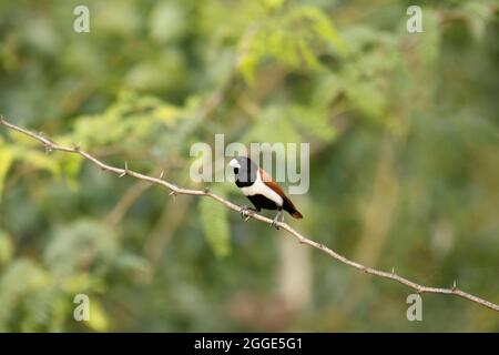 munia tricolore, Lonchura malacca, India Foto Stock