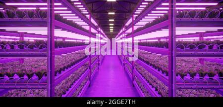 Fabbrica di piante vegetali interne idroponiche in magazzino spazio espositivo. Interno della fattoria idroponica. Insalata verde. Lattuga romana che cresce nel verde Foto Stock