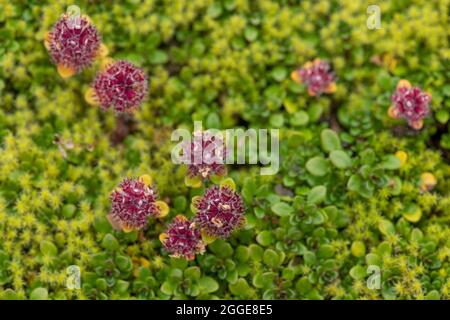 Timo artico praecox (timo praecox ssp. Arcticus), Landmannalaugar, Fjallabak, altopiani islandesi, Islanda Foto Stock